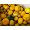 Topp Nanfeng Baby Mandarin